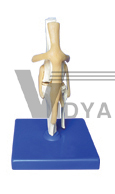 The dissection model of dog knee joint